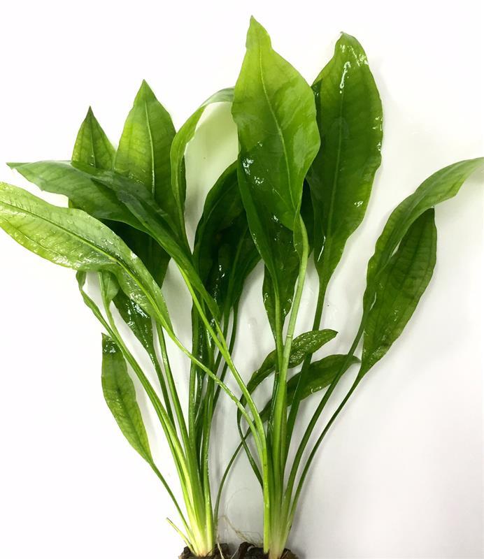 Echinodorus bleheri in pot